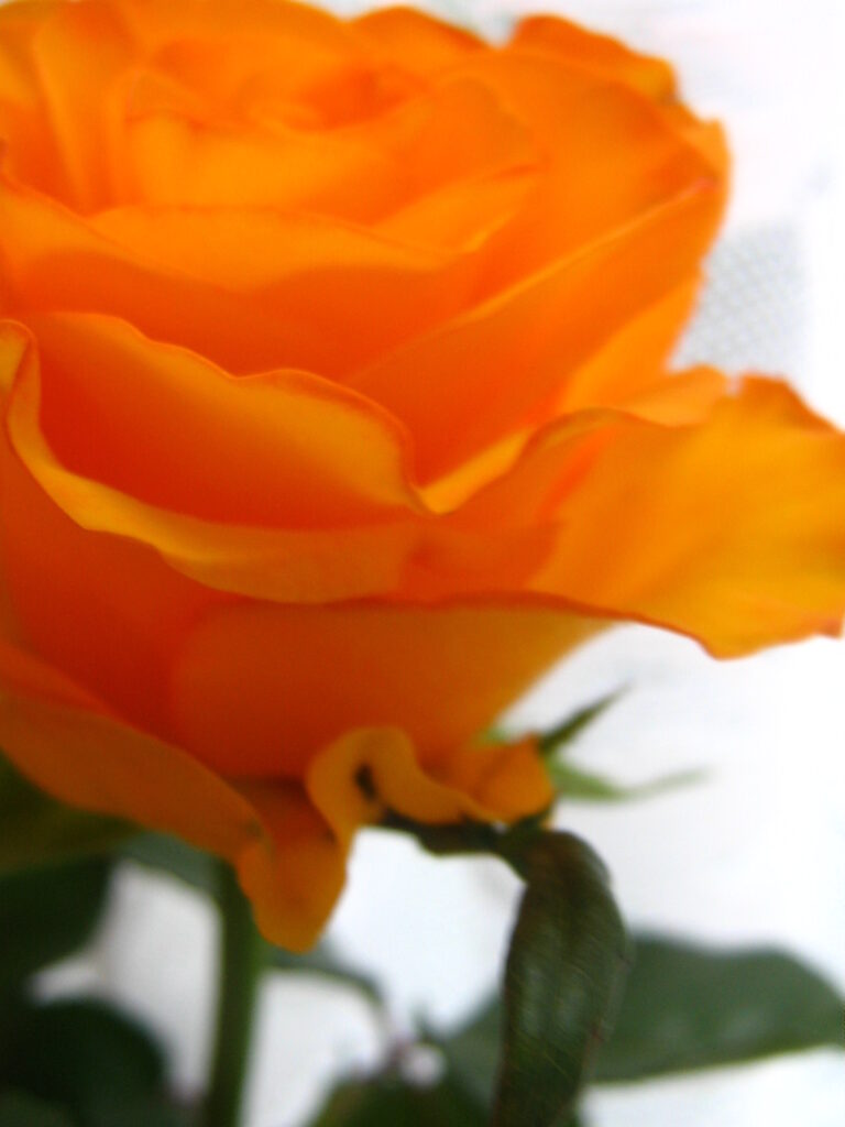 orange rose makro