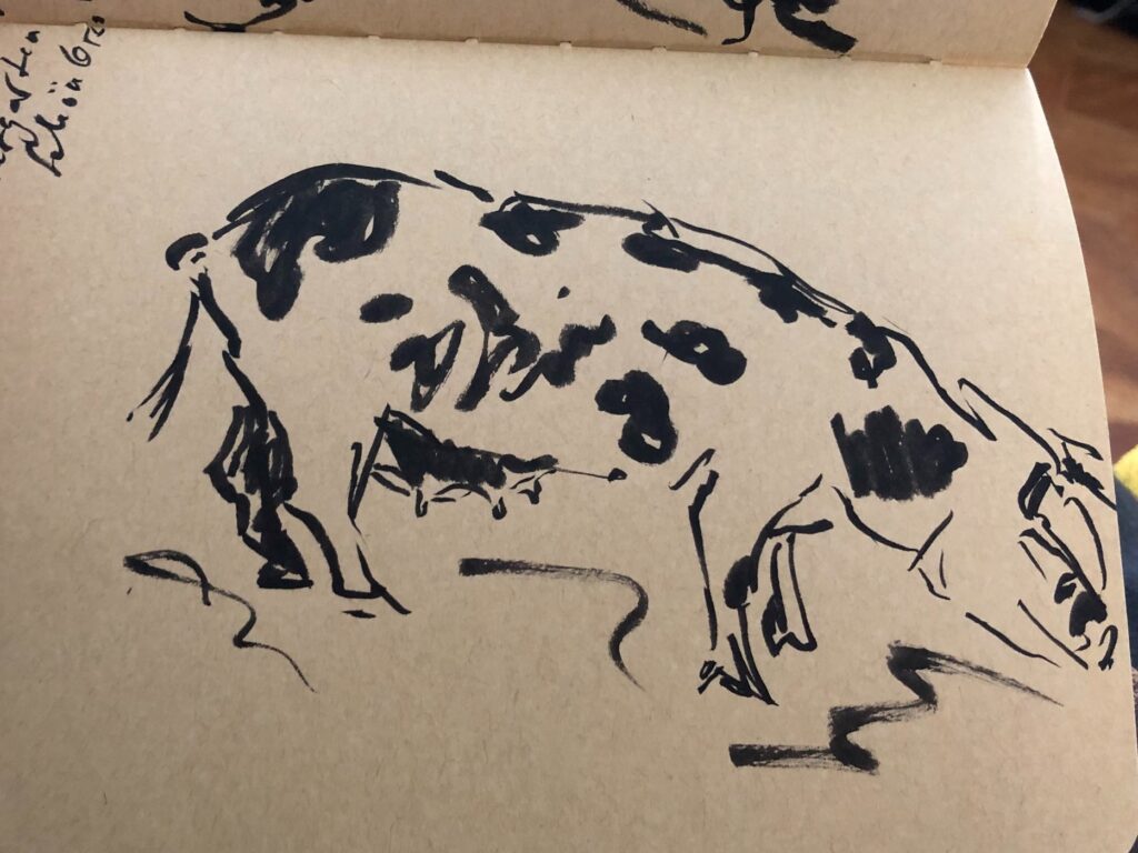 a sketch of a pig. The pig is spotted.