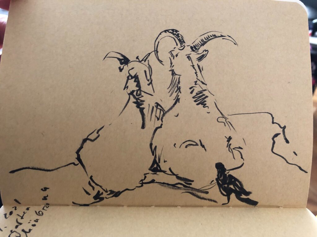 two ibexes or mountain goats sitting together on a rock. They can be seen from behind. They have long curved horns. It is an ink sketch.
