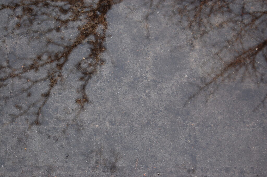 You can see a grouping of branches reflected in a puddle of water.