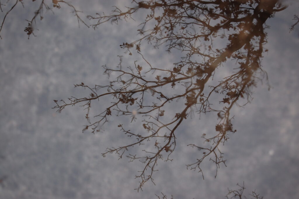 You can see a grouping of branches reflected in a puddle of water.
