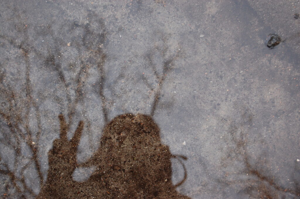 You can see a grouping of branches reflected in a puddle of water.