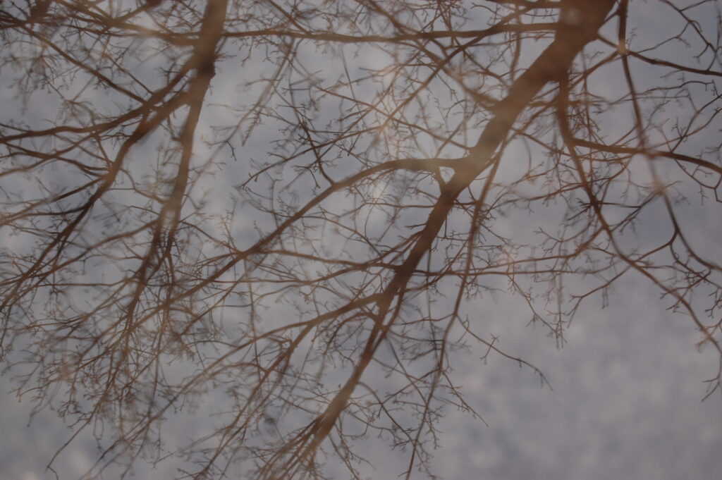 tree water and clounds pictured in water